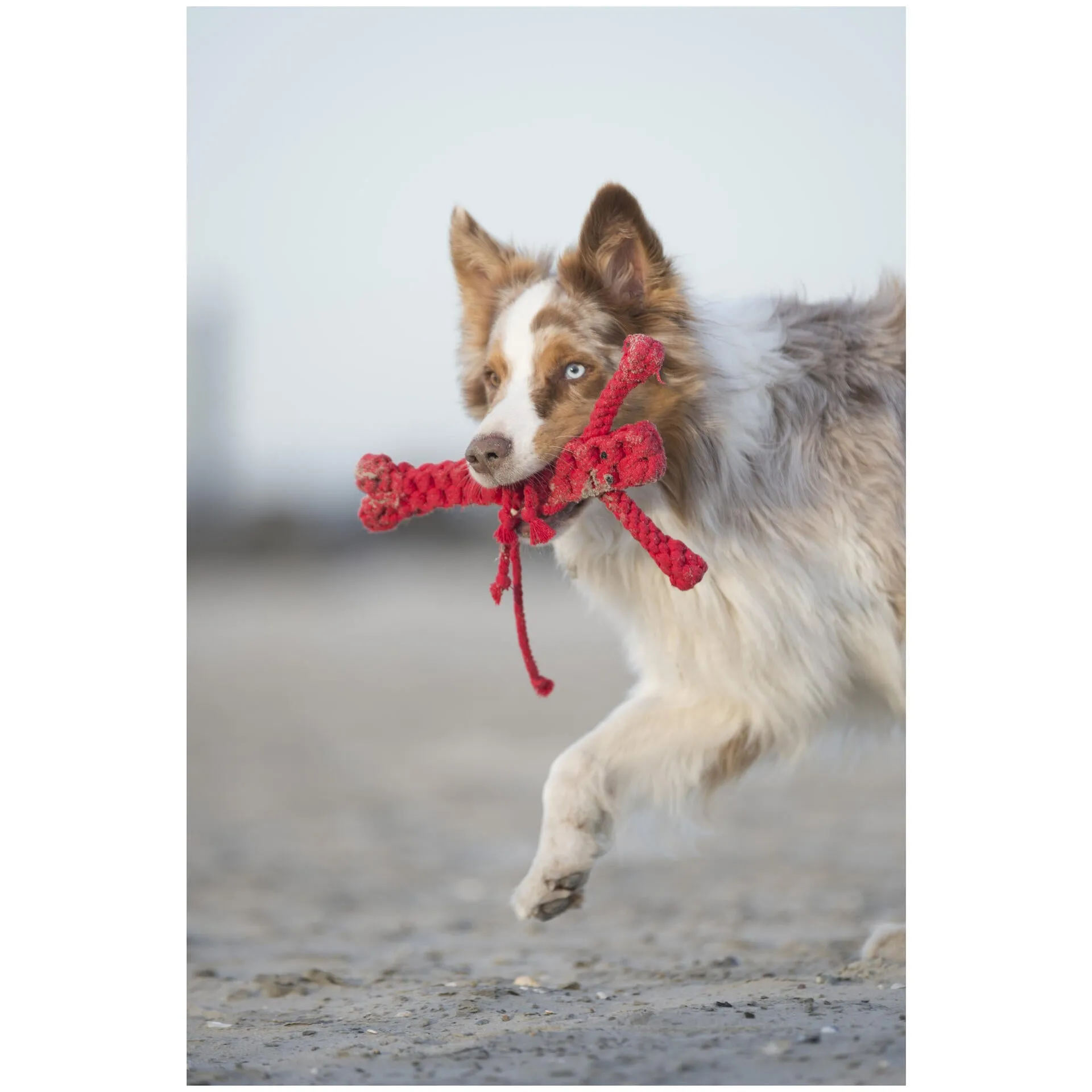 Laboni Big Ocean Dog Toy Set